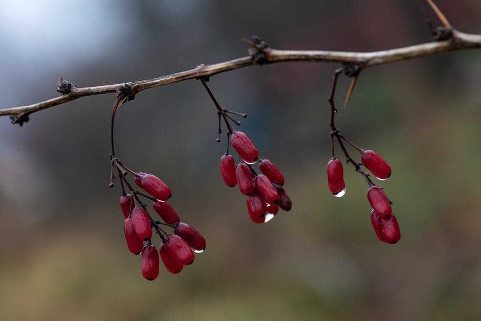 Detailed close-up of red barberries with raindrops on a branch, captured in nature.