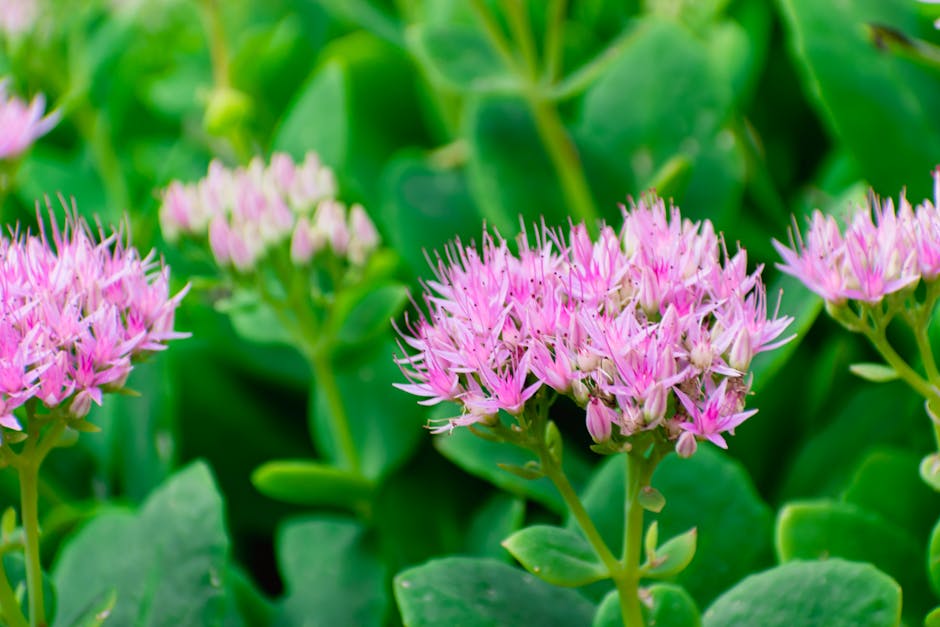 Bright pink hylotelephium spectabile flowers blooming in a lush green garden setting.